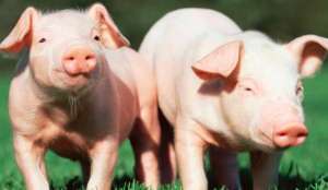家庭养猪如何做到日长二斤？