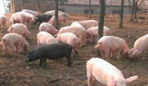 养猪业如何绿色养殖？有什么要求？