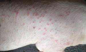 夏季猪湿疹病的防治