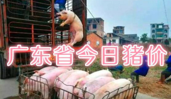 区域政策果然不同凡响！广东猪价已上涨到“9”元？