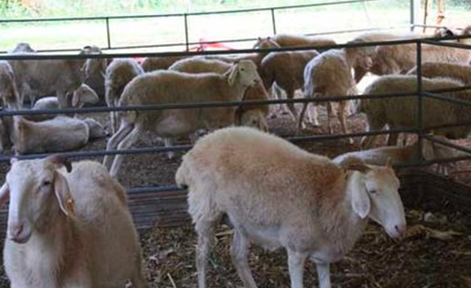 绵羊圈养怎么才能长得快？