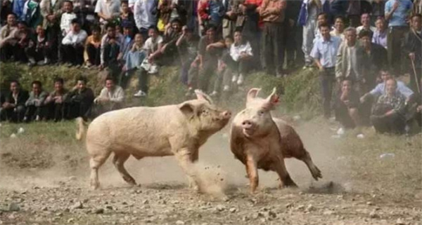 “俄乌冲突”致成本提高，养猪农户要求“涨”收购价！