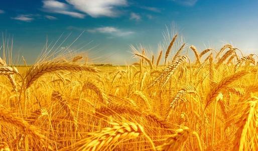 2022年5月12日全国各地今日小麦价格行情走势涨跌表