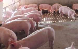 生猪养殖进入行业成本竞争期