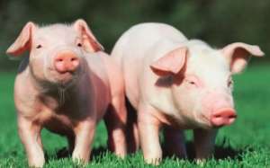 一头猪养到300斤要多少饲料？