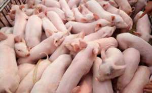 为什么养育肥猪一定要养杂种仔猪？