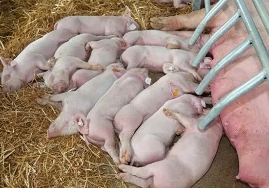 母猪采食量为什么下降？