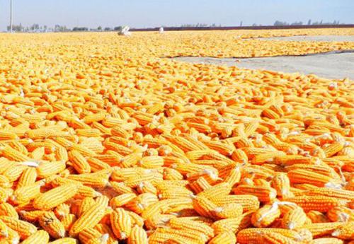 2022年5月25日国内主要产销区今日玉米价格行情