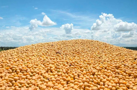 国产大豆拍卖重启，终端需求低迷，后市价格怎么走？