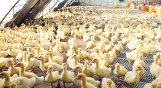 一亩大棚能养多少只鸭子？
