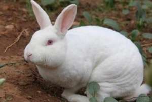 母兔流产的原因有哪些？