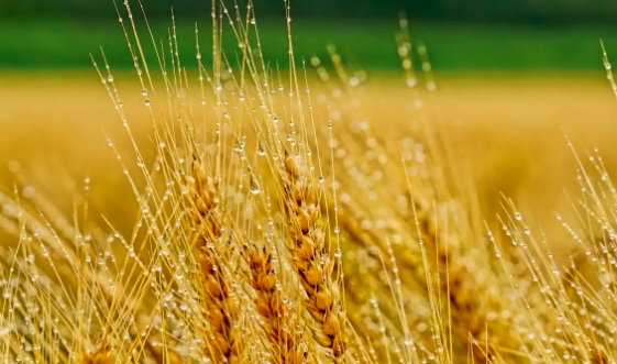 储备、饲料、调控粮开收小麦价格稳了，养殖饲料价格再次上涨