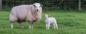 养殖五十只母羊一年挣多少？需要投入多少？