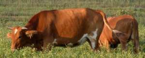 养殖黄牛三十头一年可以赚多少，成本大概需要多少？