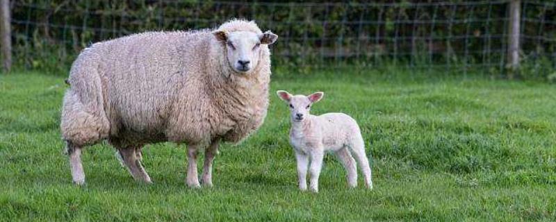 五十只母羊一年挣多少？需要投入多少？