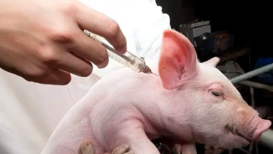 母猪怀孕前后到底该怎么打疫苗?