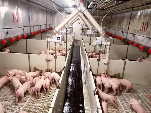 中国兴起“养猪热”，全球生猪价格暴跌，谁在挣钱？