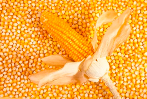 2022年6月1日国内主产销区今日玉米价格