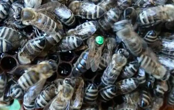 如何养殖黑蜂？黑蜂养殖技术要点
