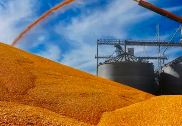 中国大量进口巴西玉米，应对饲料暴涨