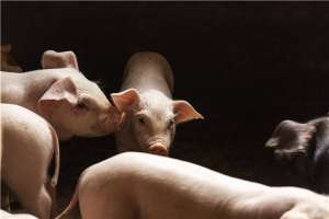 6月7日猪评：屠企竞争白热化，或将支撑猪价大幅上涨！