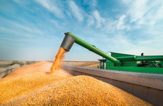 应对饲料涨价的动力：加大玉米、豆粕减量替代力度