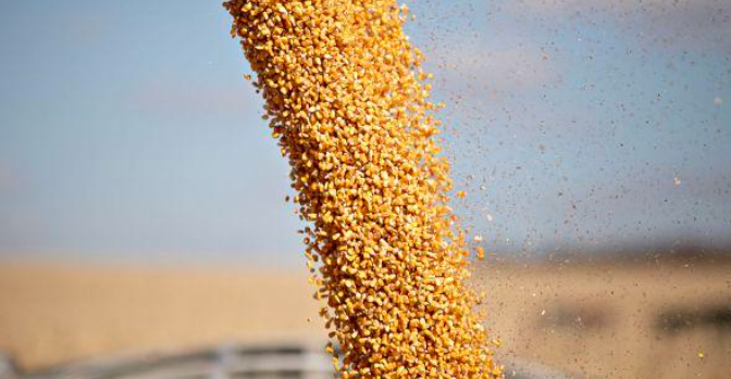 美国削减大豆供应前景，提高玉米、小麦库存