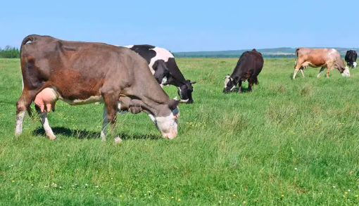 如何预防夏季奶牛热应激？