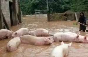 猪场四招应对强降雨天气