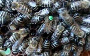 如何养殖黑蜂？黑蜂养殖技术要点！