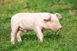 夏天养猪应该注意什么？夏季养猪常见问题！