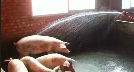 猪场夏季养猪“饮水”的管理，你知道哪些？
