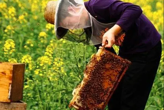 蜂蜜要高产的主要措施有哪些？