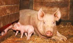 后备猪如何接种疫苗？使用疫苗还是场内毒株？