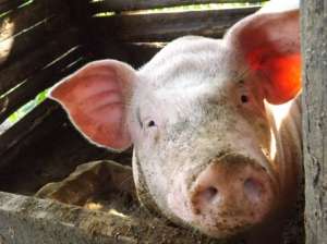 养猪液态饲喂应注意的问题及使用的关键点