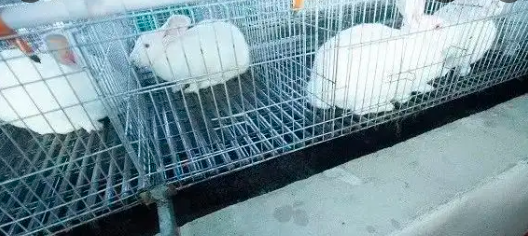 发酵床养兔的好处与制作方法