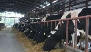 奶牛精准饲喂与持续改进技术