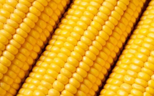 2022年8月4日国内主产销区今日玉米价格行情