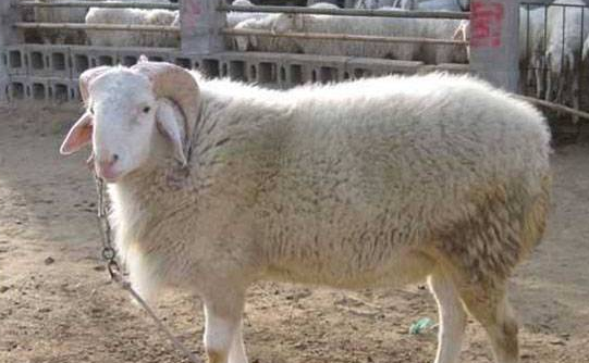 适合圈养的绵羊有哪些品种？