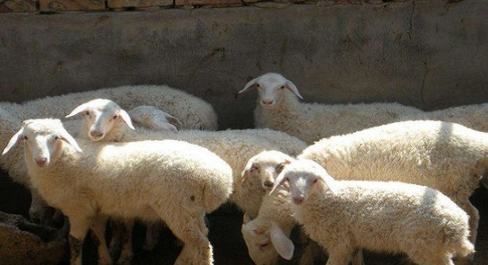 养羊干货分享：60天快速育肥羊饲料配方介绍