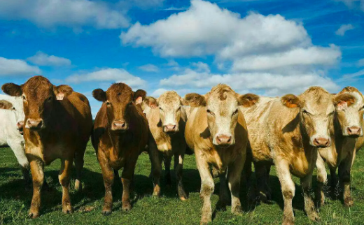 8月这样养牛 既能促生长又能减少疾病？