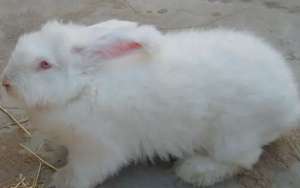 夏季养长毛兔注意啥？