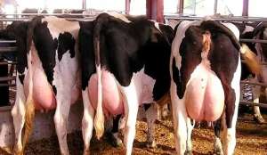 高温季节奶牛营养调控有高招！