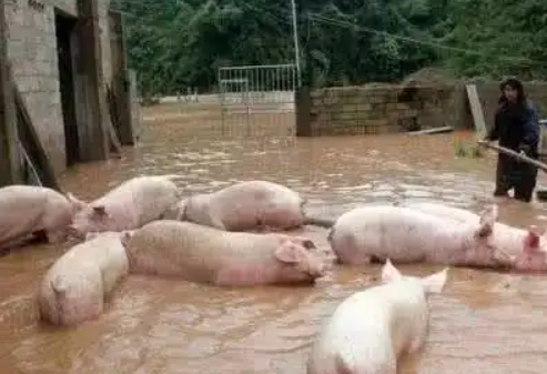 猪场四招应对强降雨天气？