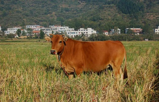 这10种经济动物最好饲养，而且利润高，中国农民千万别错过！