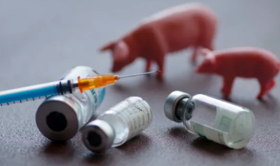 养猪人常用的3个高效打疫苗的小技巧