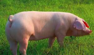 夏季母猪为何炎症多？