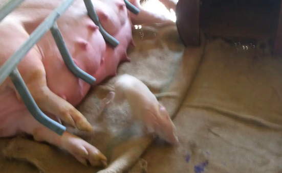 母猪进产房前生物安全怎么做？