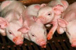 夏季80%以上的发病猪均是病原混合感染，该如何防治？