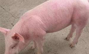 猪引起猪高热但皮肤无紫斑的疾病有哪些？